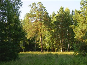 Польза соснового леса. Лечение сосной